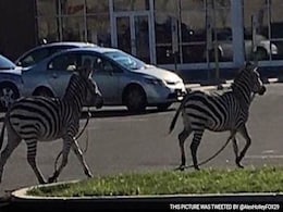 Zebras Escape Circus, Roam Philadelphia Streets for About an Hour Zebras Escape Circus, Roam Philadelphia Streets for About an Hour