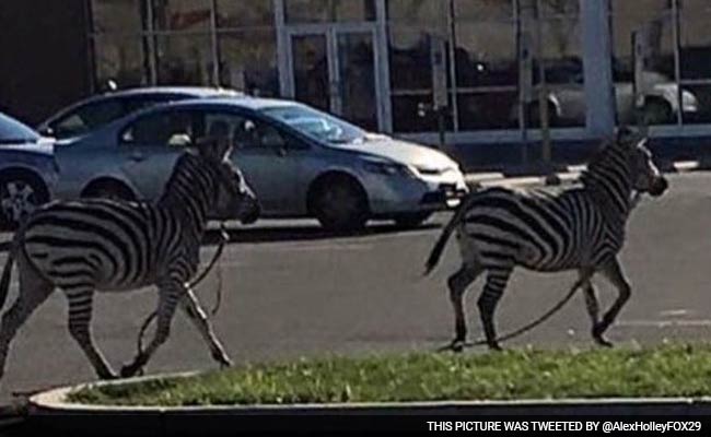 Zebras Escape Circus, Roam Philadelphia Streets for About an Hour