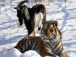 Friendship Of Tiger And Goat Tugs At Russia's Heartstrings Friendship Of Tiger And Goat Tugs At Russia's Heartstrings