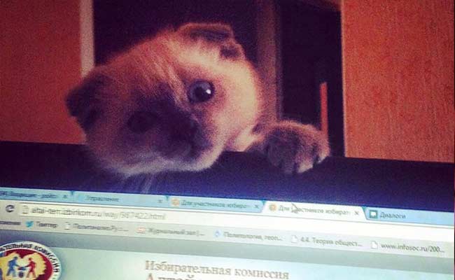 Disgruntled Siberian City Wants Barsik The Cat As Mayor