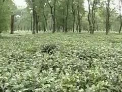 North Bengal Tea Garden Workers Facing Hunger Death Promised Relief