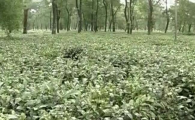 North Bengal Tea Garden Workers Facing Hunger Death Promised Relief