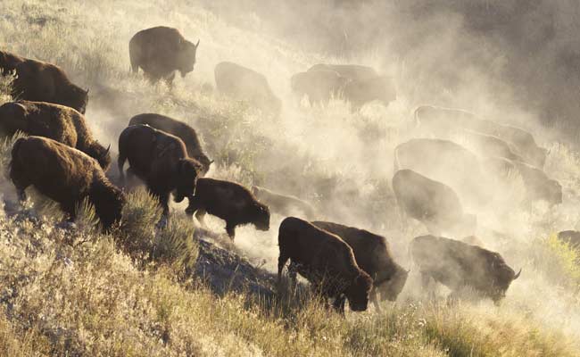 Mysterious Buffalo Herd Runs Amok In Canadian Prairies