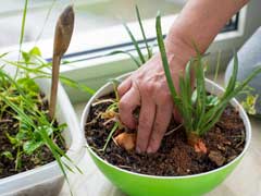 Small Indoor Gardens May Benefit Cancer Patients: Study