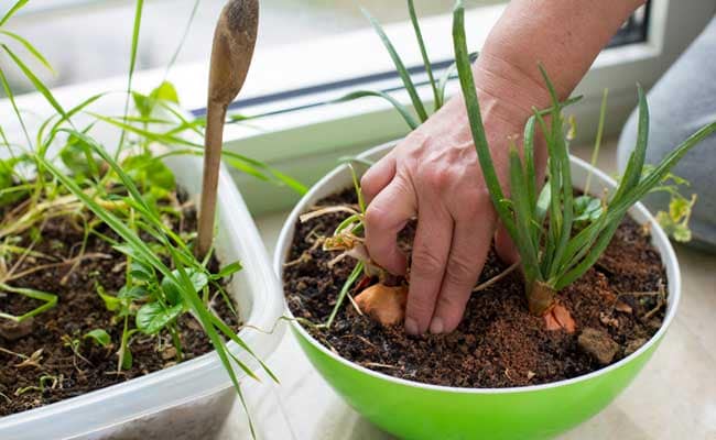 Small Indoor Gardens May Benefit Cancer Patients: Study