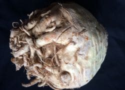 Celery Roots' Beauty Lies In Its Delicate Flavour Celery Roots' Beauty Lies In Its Delicate Flavour
