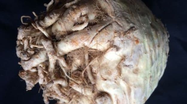 Celery Roots' Beauty Lies In Its Delicate Flavour