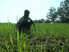 Meteorological Department Advises 'Go Slow' On Sowing In Maharashtra As Monsoon Gets Delayed