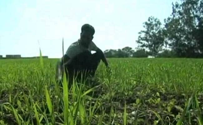 Assam's Border Farmers fenced In By Changing Climate Conditions