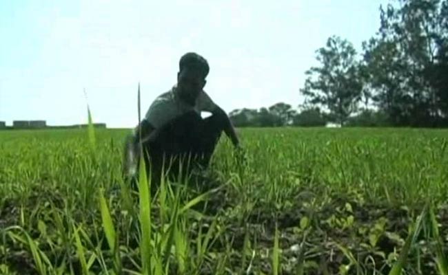7,000 Kilometres From Paris, A Climate Change Worry For These Farmers