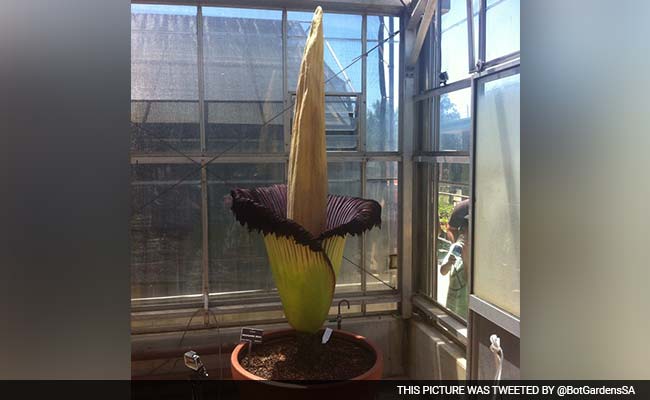 Rare 'Corpse Flower' Blooms In Australia