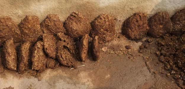 Cow Dung Patties Selling Like Hot Cakes Online