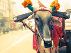 Cow is Yahoo's Personality of The Year