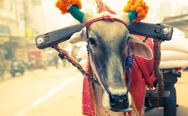 Cow is Yahoo's Personality of The Year