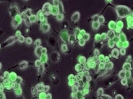 Scientists Hope a Deadly Virus May Help Fight Brain Cancer Scientists Hope a Deadly Virus May Help Fight Brain Cancer
