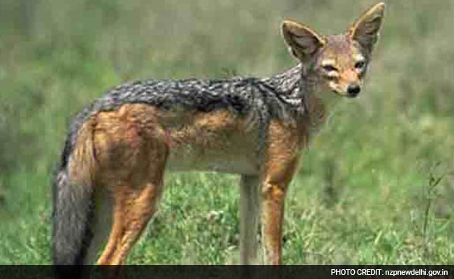 Delhi Zoo Installs Camera Traps To Track Animal Movement