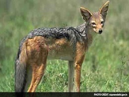 Delhi Zoo Installs Camera Traps To Track Animal Movement Delhi Zoo Installs Camera Traps To Track Animal Movement