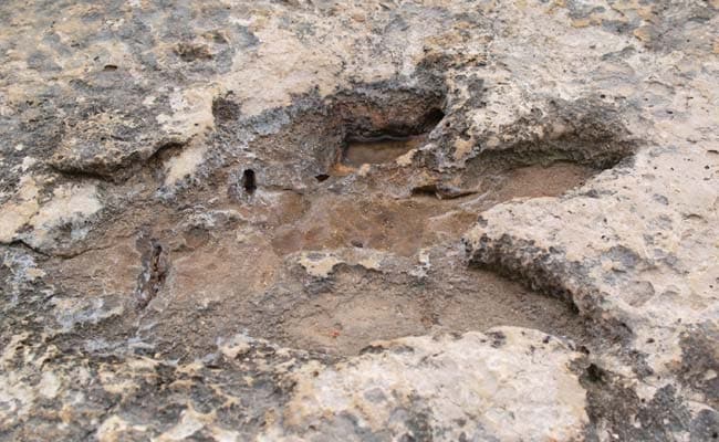 Giant Footprints in Scotland Reveal the Dinosaurs That Once Roamed There
