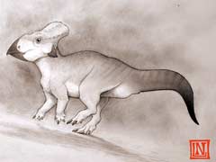 Rare Fossil of Horned Dinosaur From 'Lost Continent' Found
