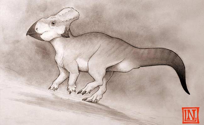 Rare Fossil of Horned Dinosaur From 'Lost Continent' Found