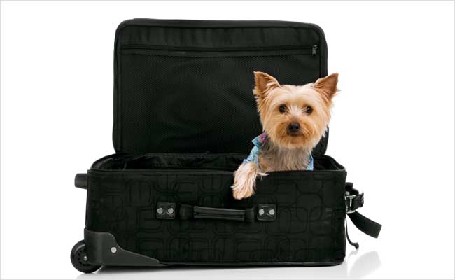 Courteous Canines Offer A Cure For Airport Anxiety