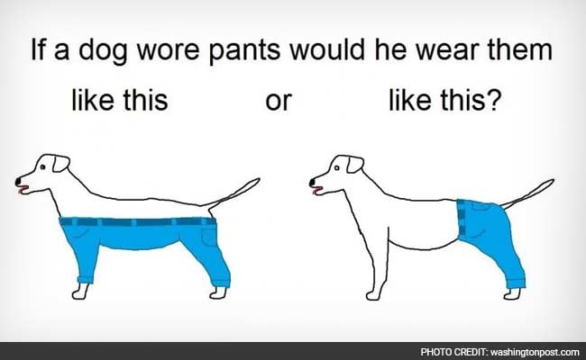 How Should A Dog Wear Pants' Is The Meme We Deserve For The End Of