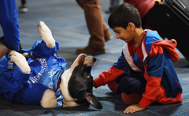For Stressed Flyers, Dogs Bring Comfort and Joy