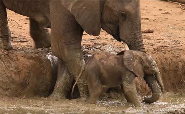 Elephants Pull Off Incredible Rescue of Calf Stuck in a Ditch