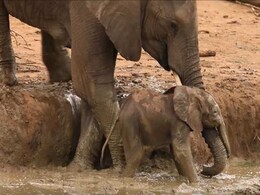 Elephants Pull Off Incredible Rescue of Calf Stuck in a Ditch Elephants Pull Off Incredible Rescue of Calf Stuck in a Ditch
