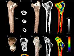 This Ancient Femur Might Muddle Up Human Evolutionary History