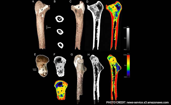 This Ancient Femur Might Muddle Up Human Evolutionary History