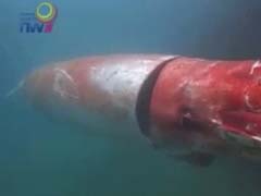 Giant Squid Makes A Rare Appearance In Japan