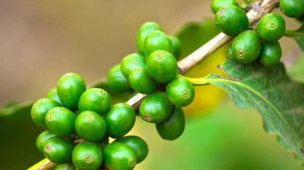 Can A Cup Of Green Coffee Help You Lose Weight Youll Be Surprised Ndtv Food