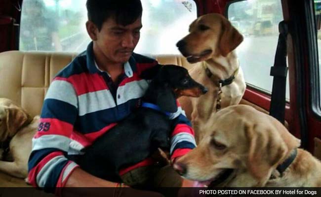 Dogs From Flood-Hit Chennai Find Safe Home in Bengaluru
