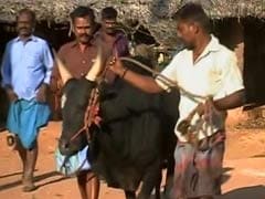 In Centre's Talks To Legalise 'Jallikattu', Many Await Return Of Bull Taming