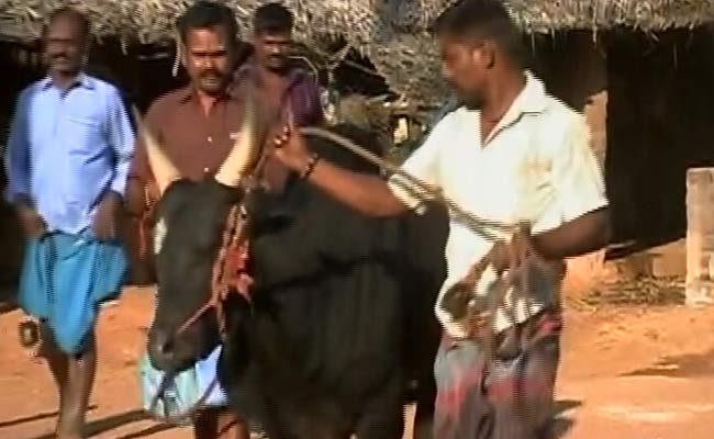 In Centre's Talks To Legalise 'Jallikattu', Many Await Return Of Bull Taming