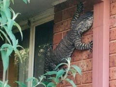 Nothing Here to See. Just a Monster Lizard Spotted in Australia
