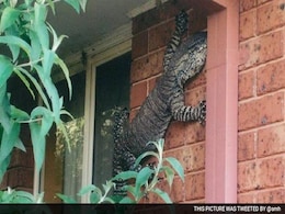 Nothing Here to See. Just a Monster Lizard Spotted in Australia Nothing Here to See. Just a Monster Lizard Spotted in Australia