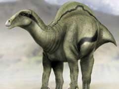 New Species Of 'Sail-Backed' Dinosaur Found In Spain