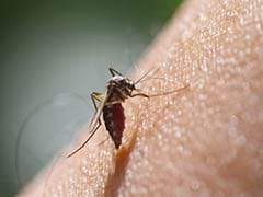 Mosquitoes Bite Some Of Us More Than Others, Here's Why