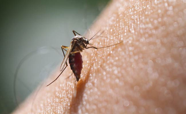 Bite-Mimicking Malaria Vaccine Shows Promise: Study