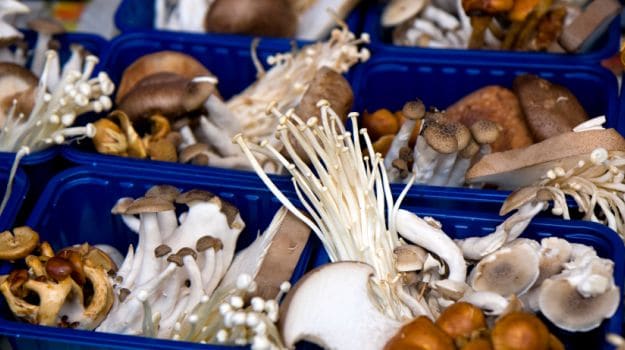 A Beginner's Guide to Picking Mushrooms