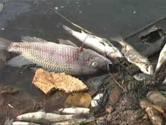 A Mysterious Pile of Dead Fish Leaves Navi Mumbai Authorities Baffled