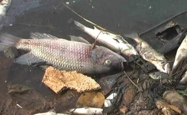 A Mysterious Pile of Dead Fish Leaves Navi Mumbai Authorities Baffled