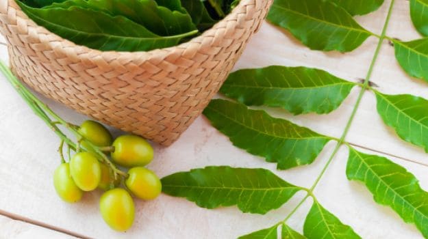 Image result for 5 amazing healing benefits of Neem to beat your monsoon woes