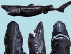 'Ninja Lanternshark' Shows Just How Far A Great Name Can Take A New Species