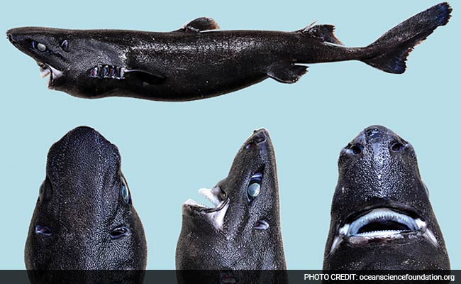 'Ninja Lanternshark' Shows Just How Far A Great Name Can Take A New Species