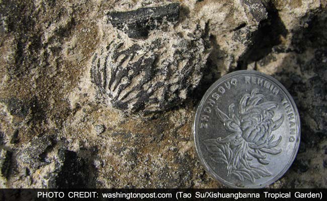 World's Oldest Peach Found in China, Presumably No Longer Delicious