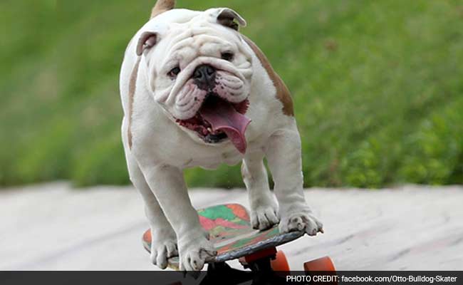On A Roll: Peru's Skateboarding Bulldog Hungry For Extreme Sports Title