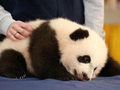 Giant Panda Cub Bei Bei Snoozes During His Media Debut